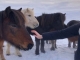 Experiment erweitert Ranchstay-Angebot um Island und Skandinavien