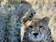 Südafrikas Winter schafft ideale Bedingungen für Safaris