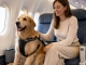 ITA Airways 30 kiloya kadar köpekleri kabine almaya başladı