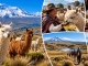Ecuador entwickelt neue Alpakaroute am Vulkan Chimborazo