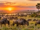 Sambia: Große Gnu-Wanderung verwandelt Liuwa Plain in eine Safari-Bühne