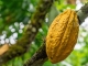 Kolumbien: Neue Kakaoroute verbindet Natur und ungewöhnliche Gastronomie