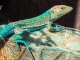 Aruba: Seltene Tierarten machen die Karibikinsel zum Naturreiseziel